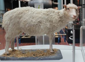 Dolly, the first cloned Sheep in Museum of Scotland