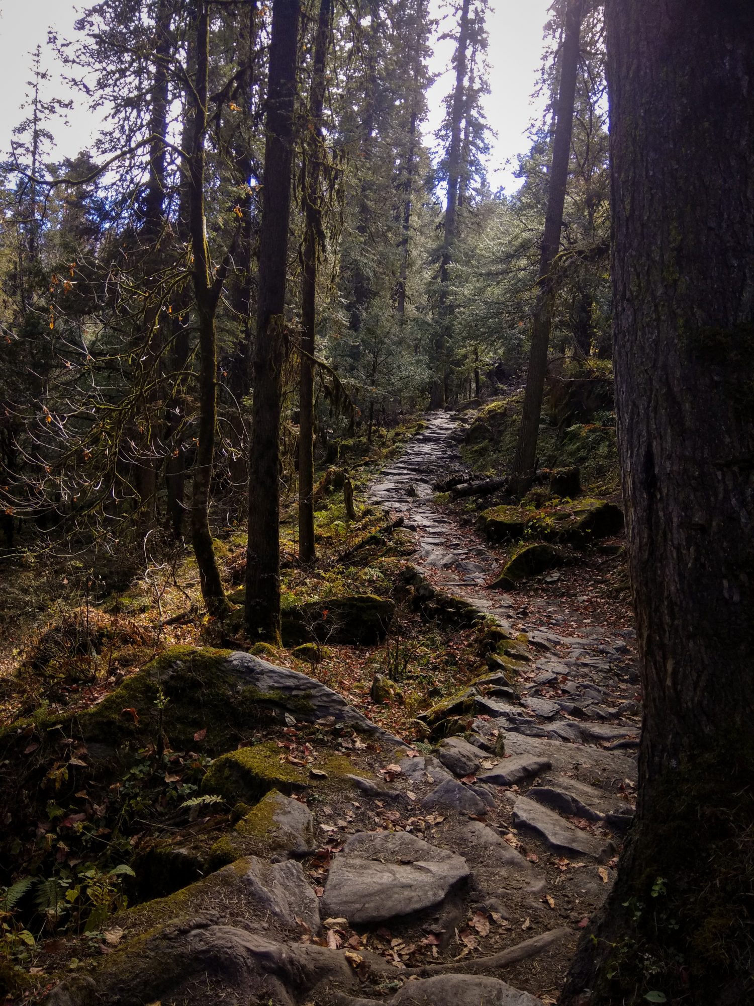 Forest trail along Himalayan Hike